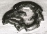1750-1756 - Tte de poulet - objets de petite taille