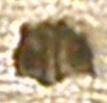 Danish silver piece mark