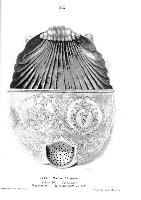 a book per month: MARKS OF HUNGARIAN SILVERSMITHS FROM MIDDLE AGE TO 1867