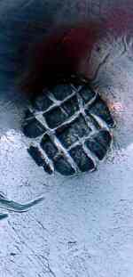 Palermo silver dish: mark