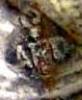 mark of Crossard Joseph