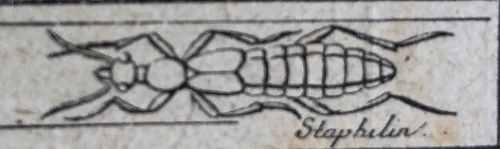 Beak-iron Counter mark: Staphilin