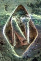 Early Henneberg mark: c.1870 - c.1874